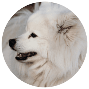 animal assisted psychotherapy dog