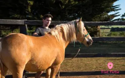 How to Become an Equine Assisted Learning Practitioner in Australia