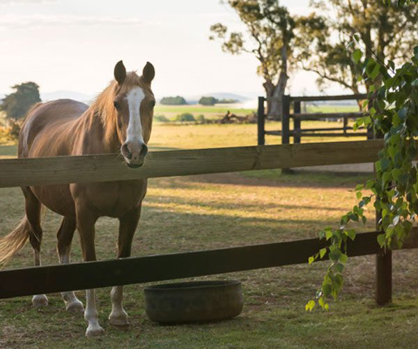 Equine-Therapy-horses ecotherapy tree