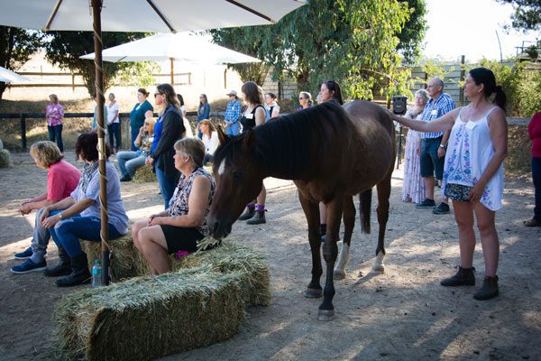 Equine-assisted-psychotherapy-3 What happens in EAL sessions