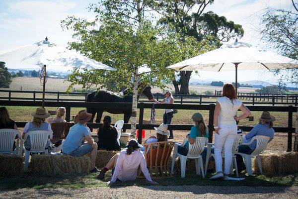 Equine assisted psychotherapy class