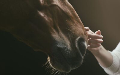 For the Love of Horses