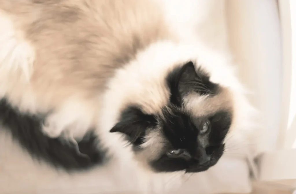 animal assisted learning cat