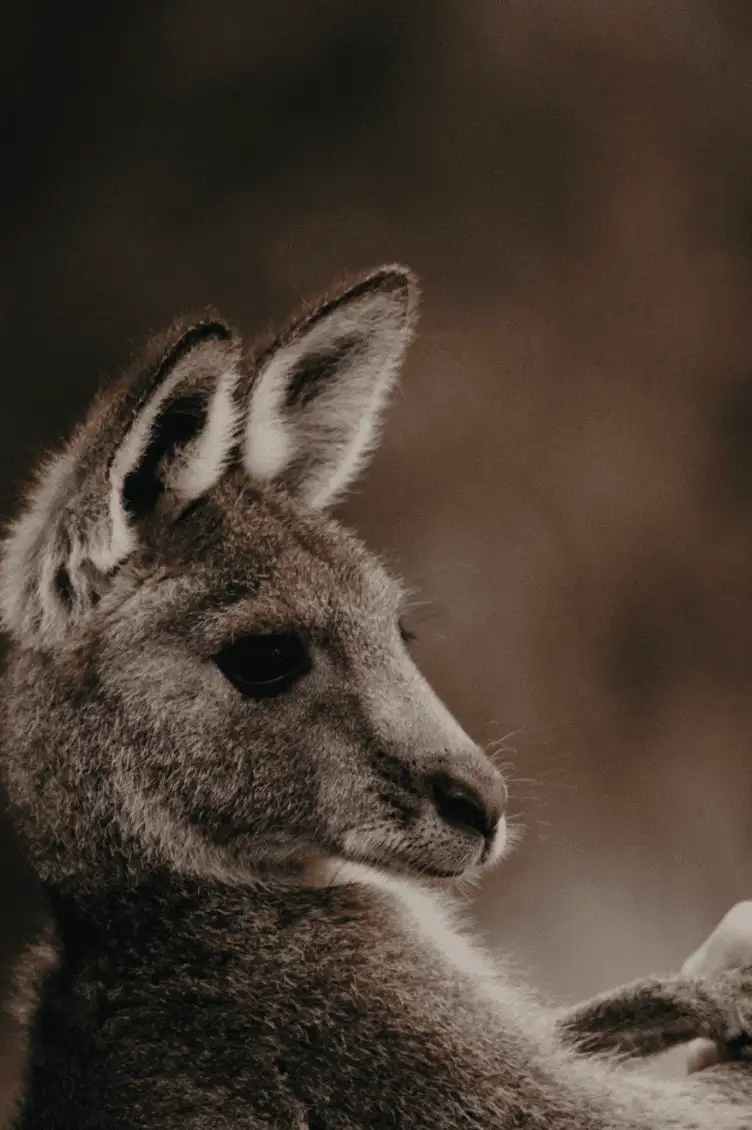 animal assisted learning kangaroo