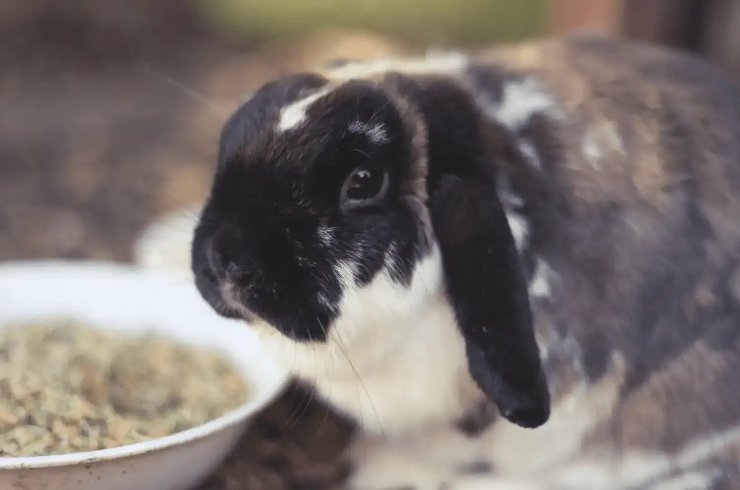 animal assisted learning rabbit