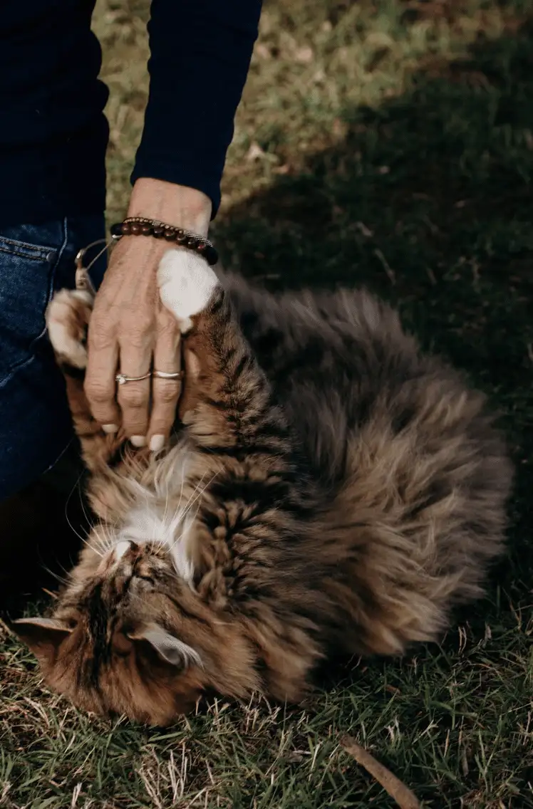 animal assisted therapist with cat