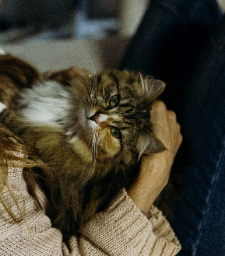 animal assisted therapy cat animal assisted cat