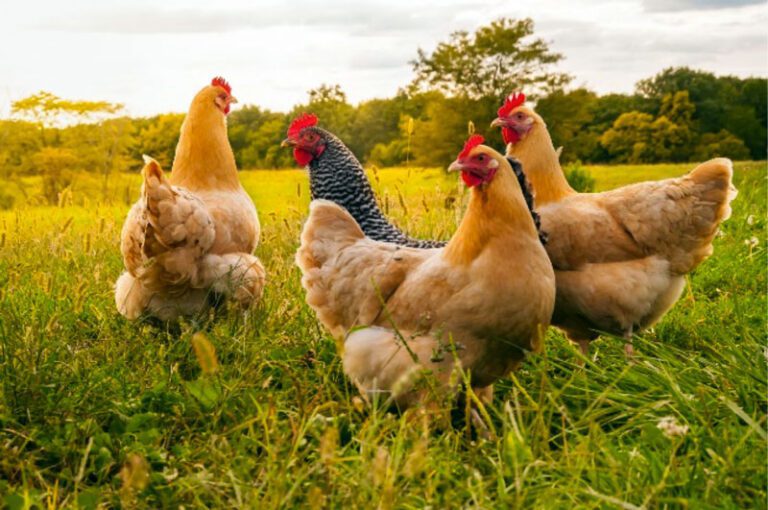 animal assisted therapy chicken