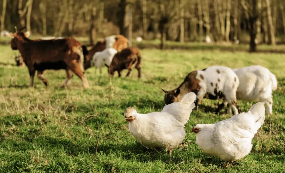 animal assisted therapy chickens and cows