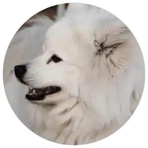 animal assisted therapy dog