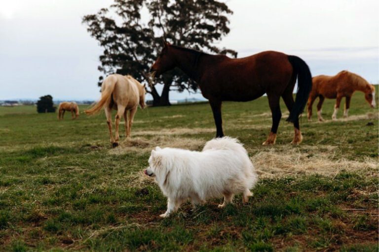 animal assisted therapy dog