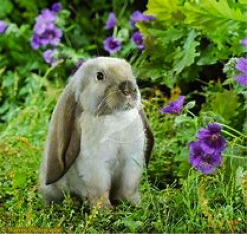 animal assisted therapy rabbit animal assisted therapy roo