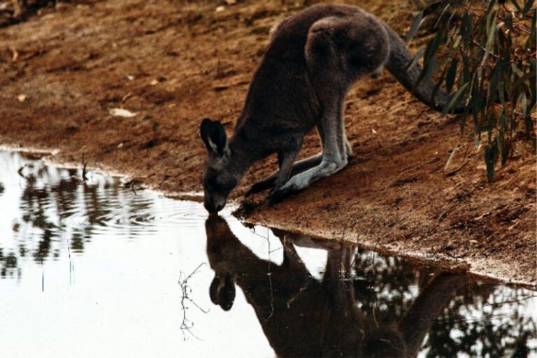 animal assisted therapy roo