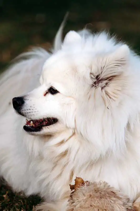 animal assisted learning white dog