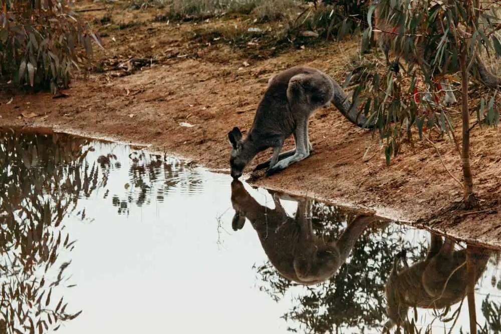 animal therapy kangaroo drinking from dam