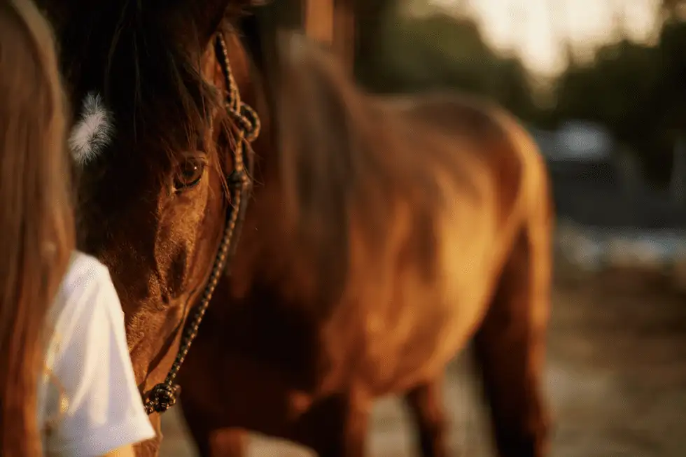child with bay therapy horse