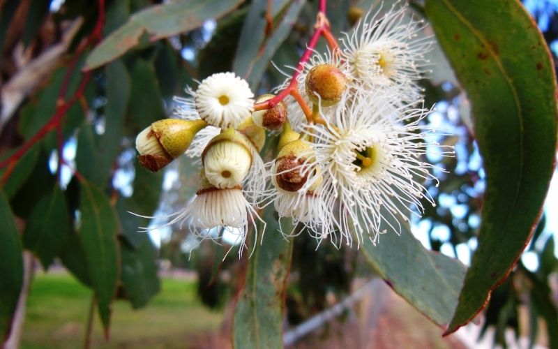 ecotherapy gumnut