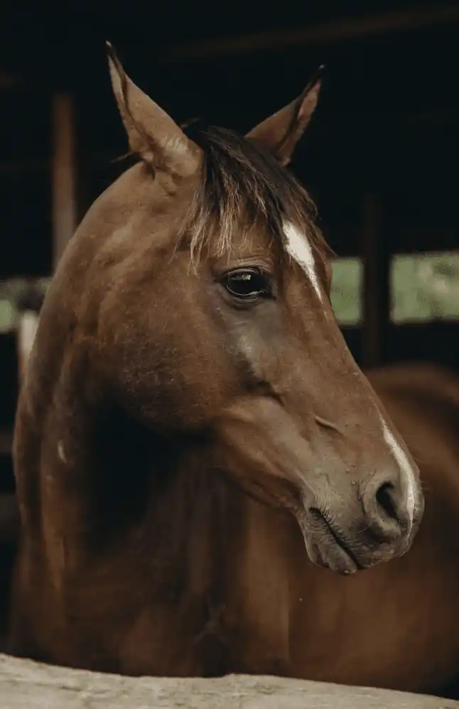 equine therapist training horse