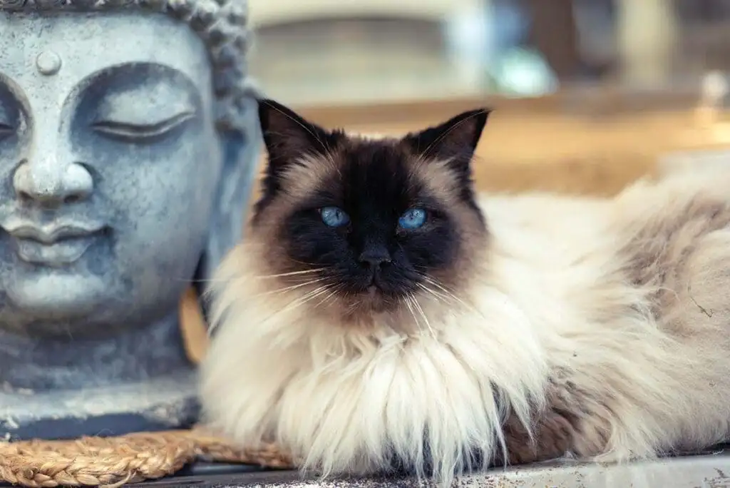 equine therapy cat with buddha