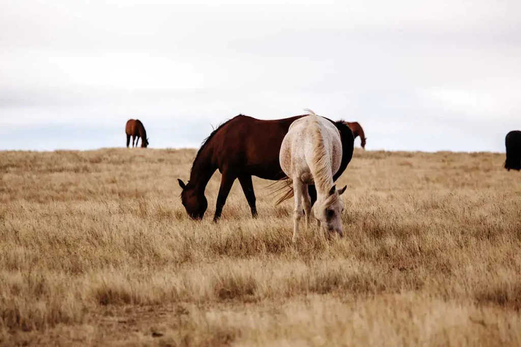 Screenshot 2024-11-29 at 08.47.25 equine therapy herd in paddock