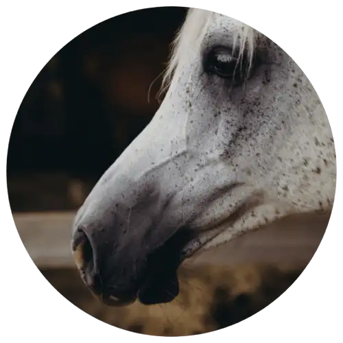 equine therapy horse arab