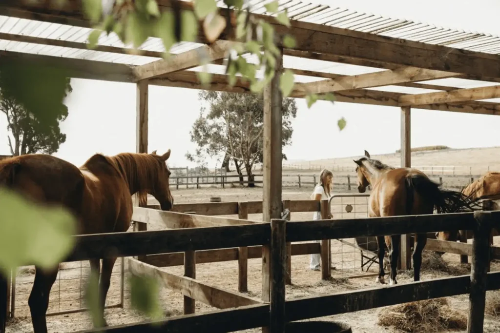 equine therapy horses in corals
