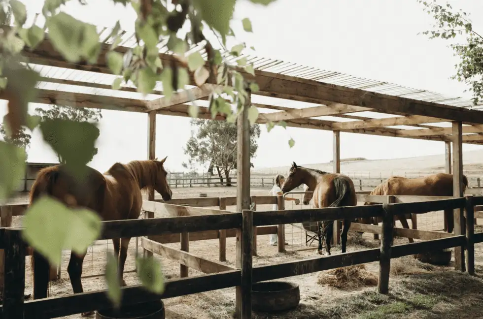 equine therapy horses in pens