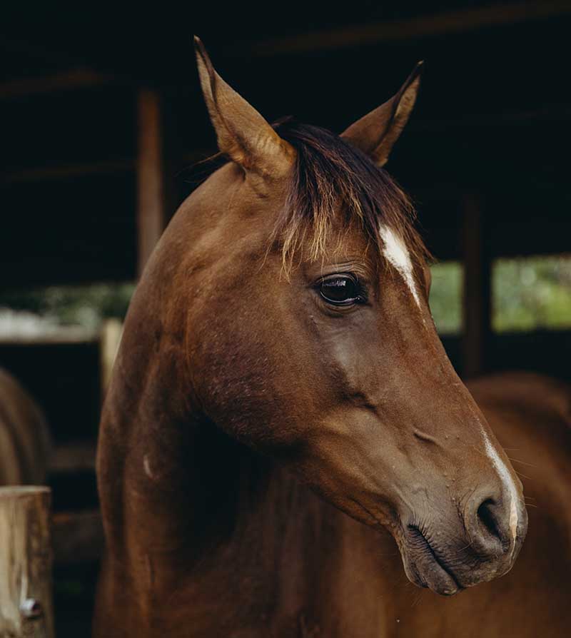 equine therapy specialist pages bay ecotherapy plant