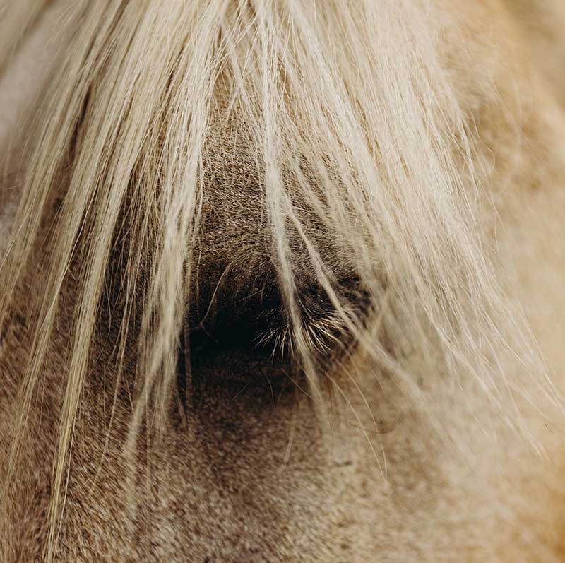 equine therapy specialist pages eyes ecotherapy gumnut