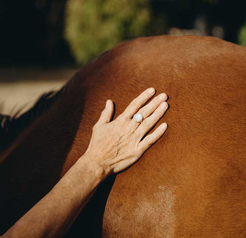 equine therapy specialist pages hand