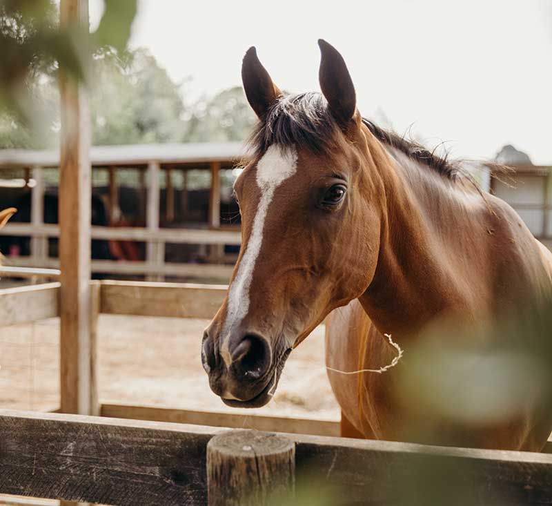 equine therapy specialist pages tree ecotherapy plant