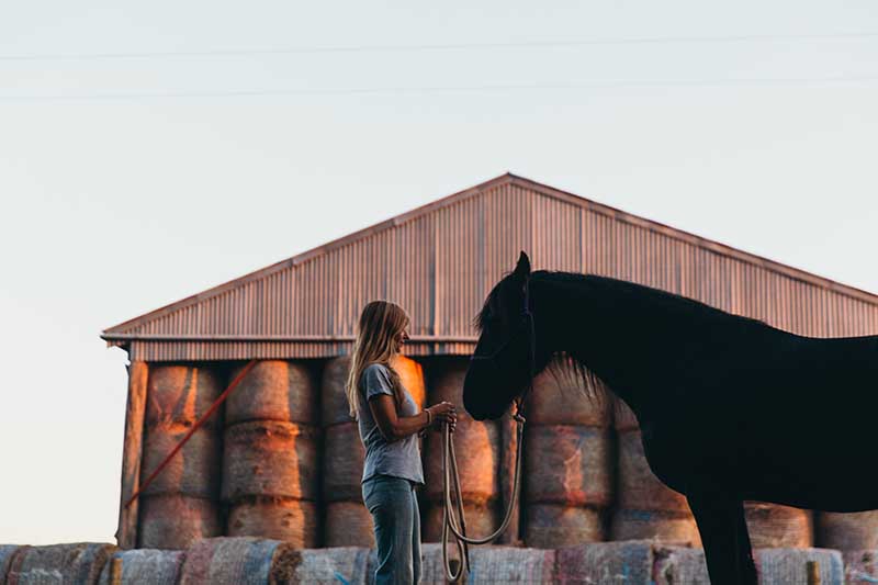 equine therapy training page 3 ecotherapy tree