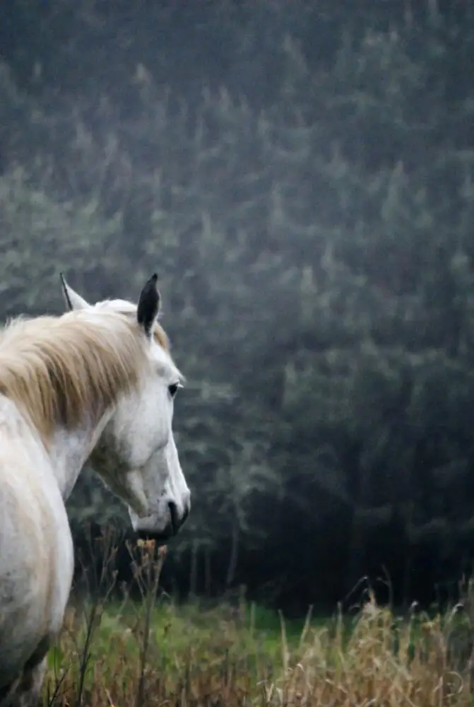 grey therapy horse in paddock