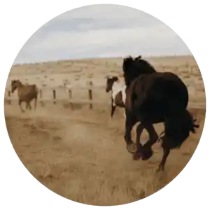 equine psychotherapy horses in paddock