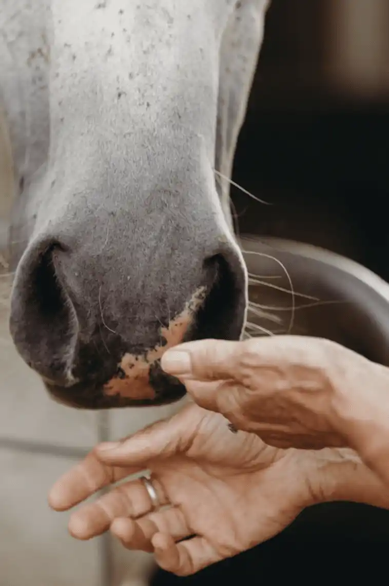 horse smelling therapists hand