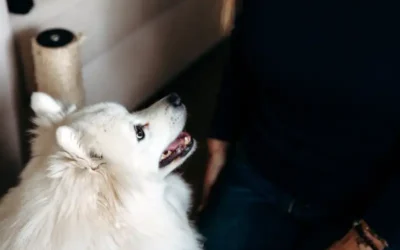 How to Become an Animal Assisted Therapist in Australia?