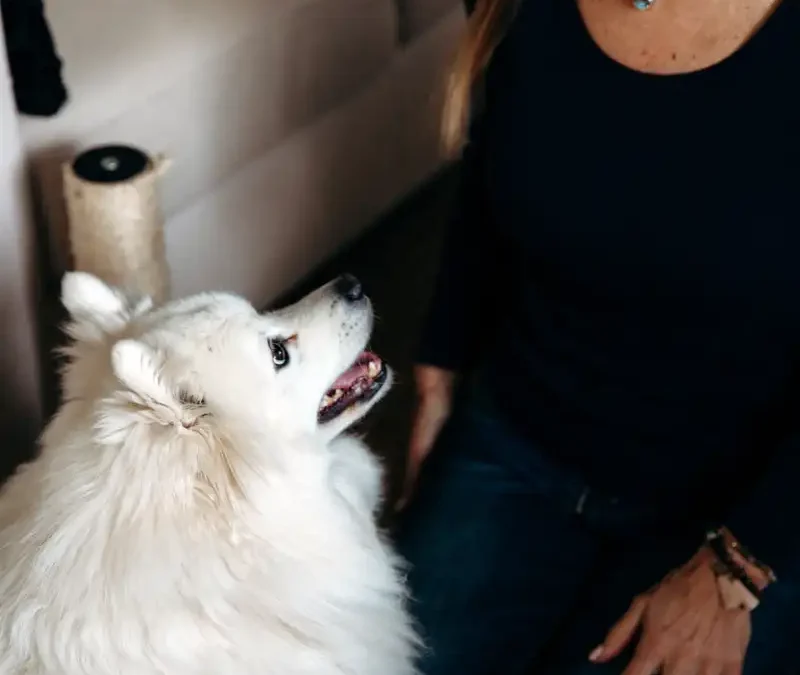 How to Become an Animal Assisted Therapist in Australia?