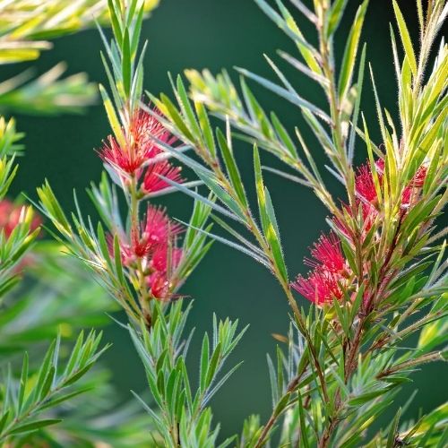 nature-assisted-therapy-epi-10 ecotherapy plant