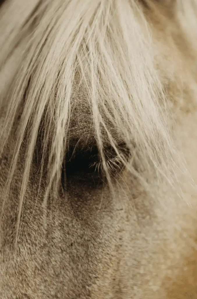 palomino horse eye